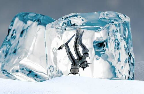 'Zanzare d’Inverno: Perché Persistono e Come Proteggersi
