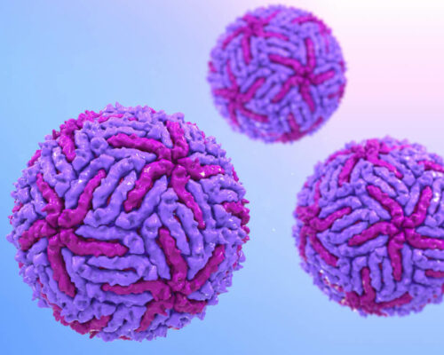 Zanzare e Virus Zika