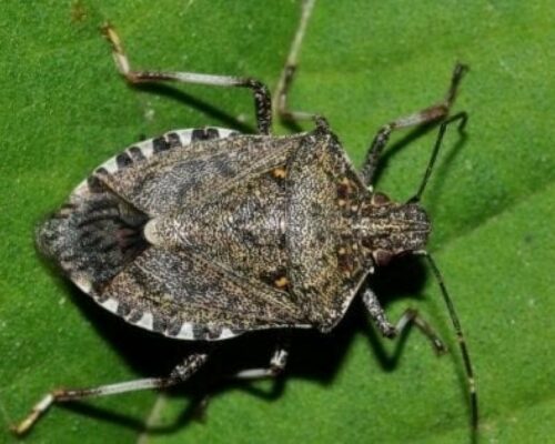 'La cimice