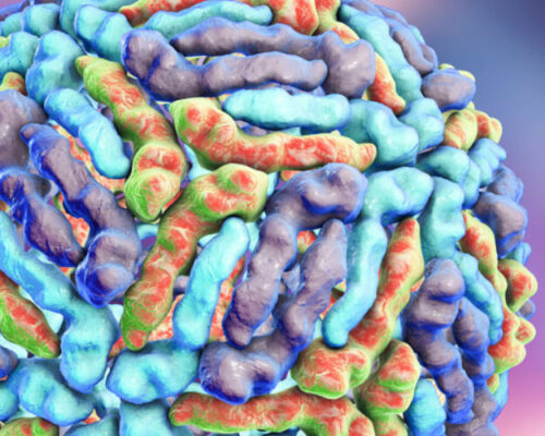 'Settembre 2024, Virus West Nile in Lombardia: 13 nuovi casi in pochi giorni tra Milano, Cremona e Mantova