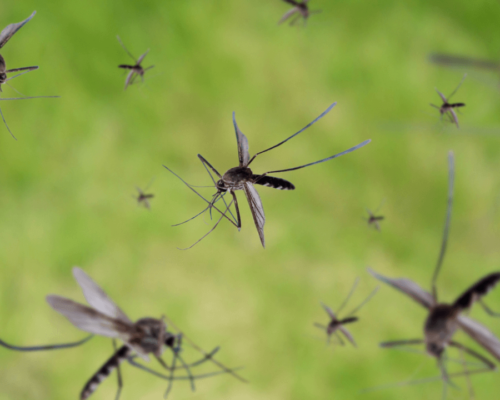 'Le specie di zanzare presenti in Italia