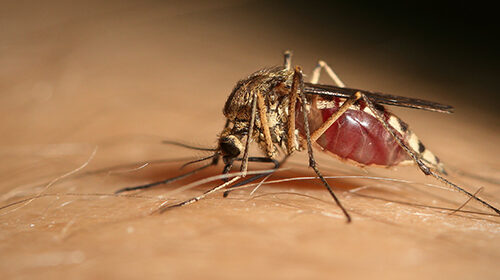 'Zanzare vettore e il virus West Nile