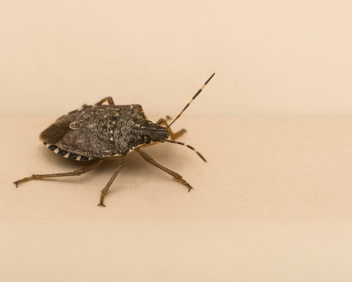 'Perché le cimici in autunno invadono le nostre case?