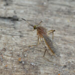 Coquillettidia richiardii