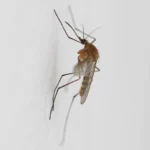 Zanzara comune Culex Pipiens