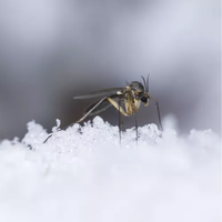 'Manutenzione invernale dell’Impianto antizanzare Freezanz